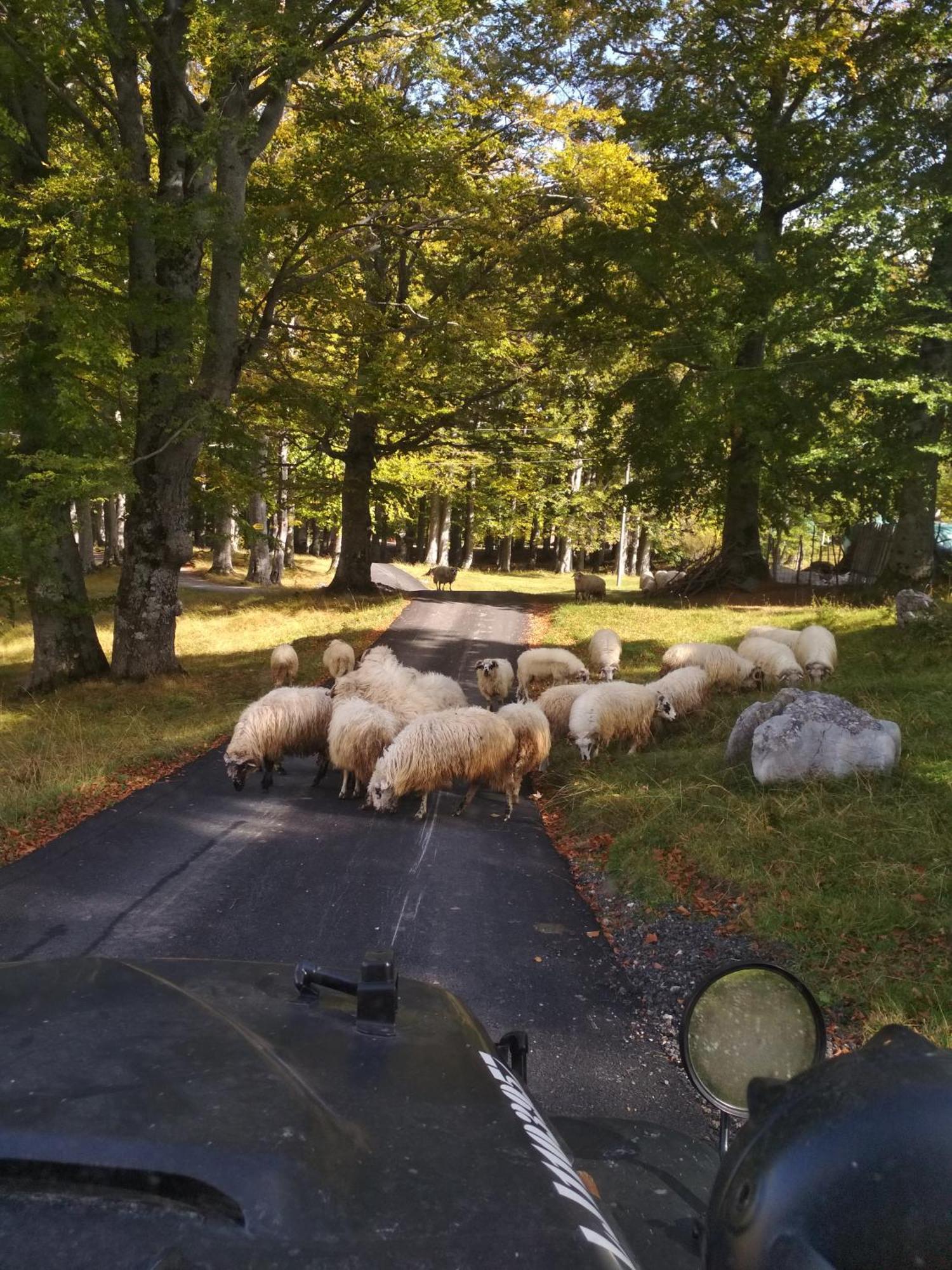 Chalet Kovacevic Zabljak  Bagian luar foto